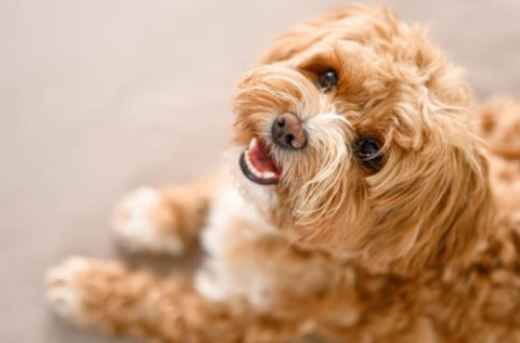 Picture for category Hypoallergenic Diets